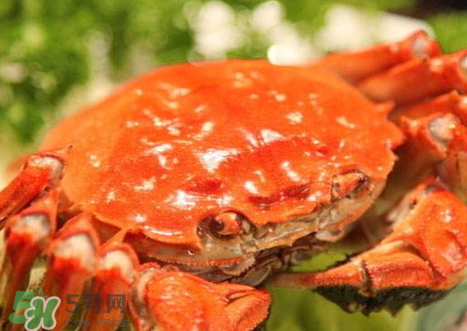 啤酒蒸大閘蟹怎么做？啤酒蒸大閘蟹做法步驟