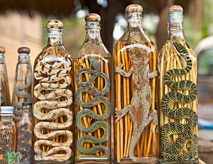 毒蛇泡在酒里為什么不死？毒蛇泡酒不死是什么原因？