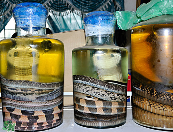 毒蛇泡在酒里為什么不死？毒蛇泡酒不死是什么原因？