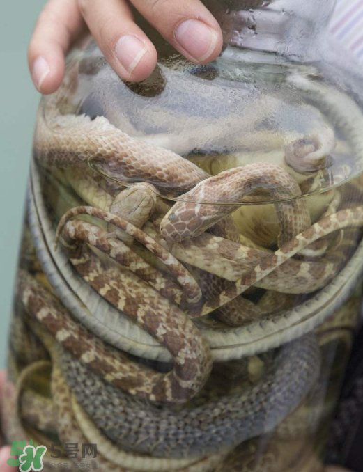 毒蛇泡酒多久才能喝？毒蛇泡酒多久才會死？