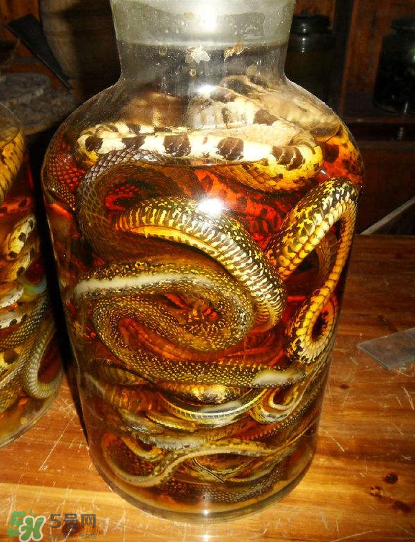 毒蛇泡酒多久才能喝？毒蛇泡酒多久才會死？