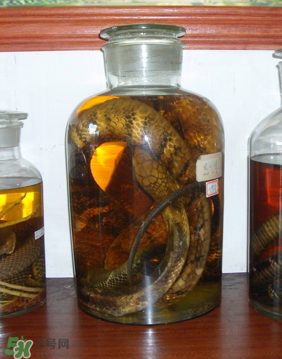 毒蛇泡酒多久才能喝？毒蛇泡酒多久才會死？