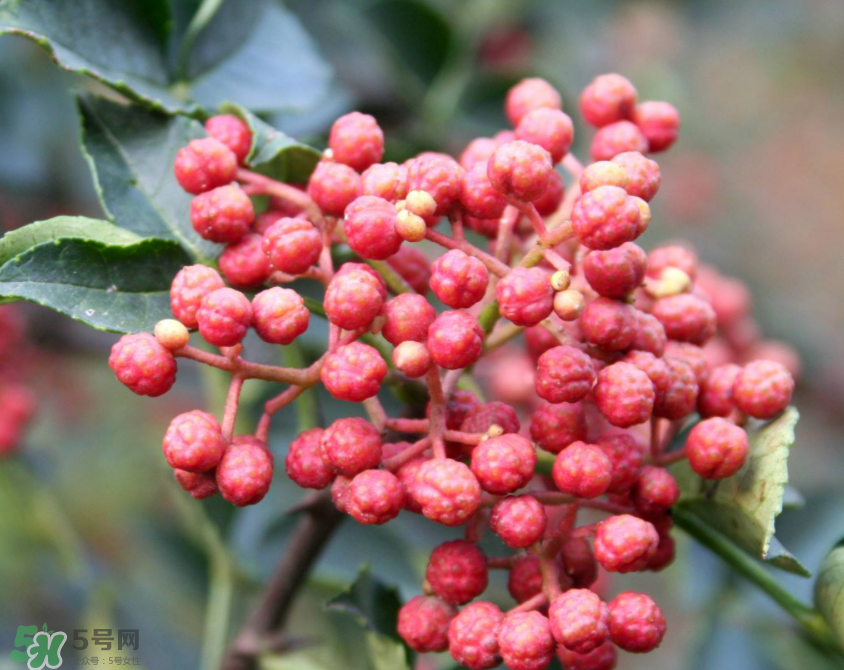 花椒泡腳能治白發(fā)嗎？花椒泡腳白發(fā)能轉(zhuǎn)黑嗎？