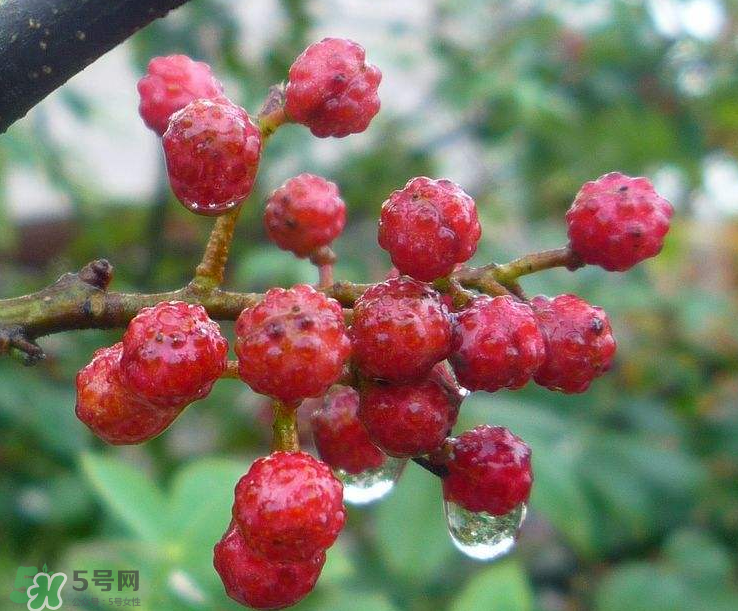 花椒泡腳能祛濕嗎？怎樣用花椒去濕去寒？