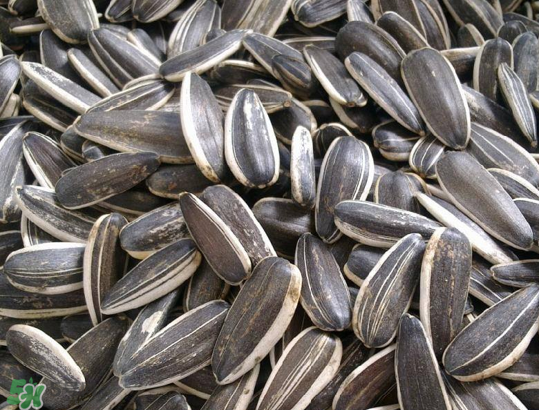 葵花籽是發(fā)物嗎？葵花籽致癌嗎？