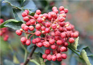 花椒泡腳能祛濕嗎？怎樣用花椒去濕去寒？