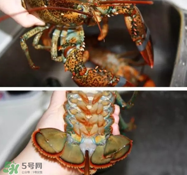 波士頓龍蝦有多大？波士頓龍蝦怎樣去殼