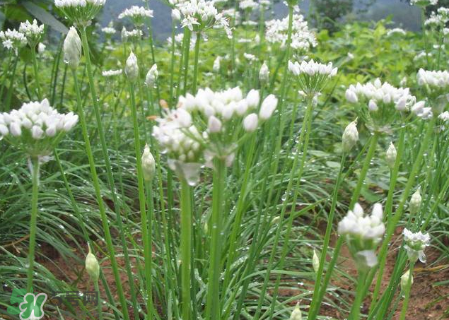 韭菜籽泡水喝有效果嗎？韭菜籽能直接泡水喝嗎？