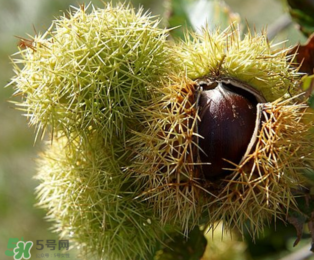 板栗怎么泡酒？板栗泡酒配方推薦