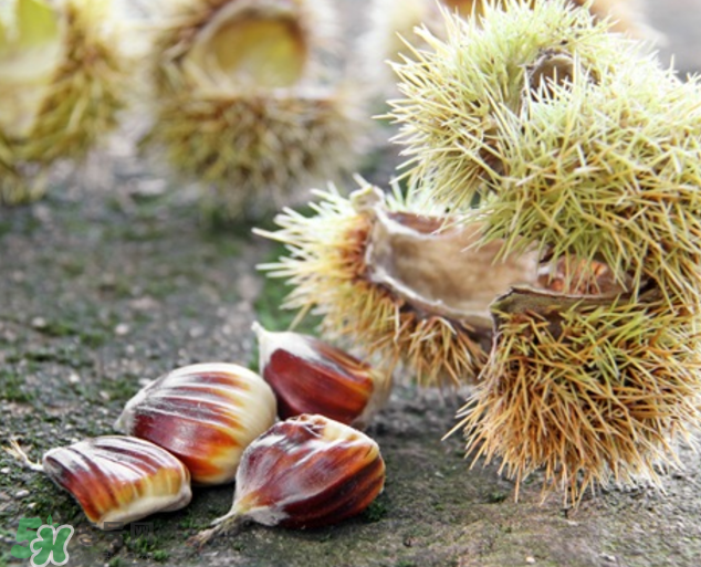 板栗怎么泡酒？板栗泡酒配方推薦