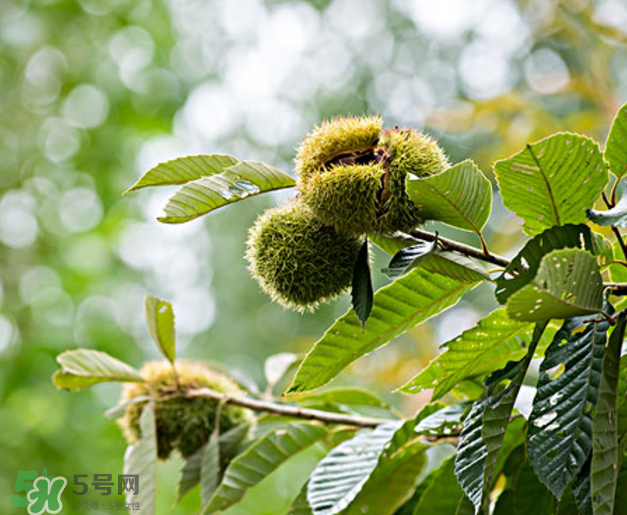 板栗怎么泡酒？板栗泡酒配方推薦