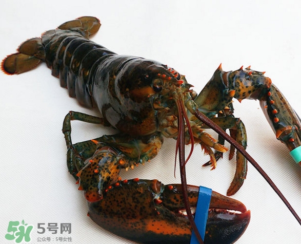 波士頓龍蝦多少錢一斤？波士頓龍蝦怎么做好吃？