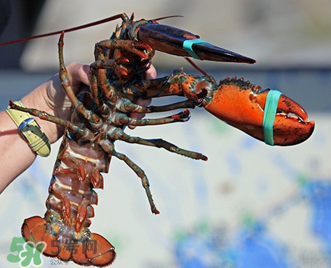 4斤的波士頓龍蝦多少錢(qián)？波士頓龍蝦怎么處理