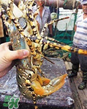 中華錦繡龍蝦是保護動物嗎？中華錦繡龍蝦稀有嗎