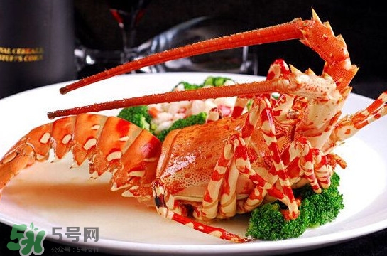 中華錦繡龍蝦可以養(yǎng)殖嗎？中華錦繡龍蝦有毒嗎