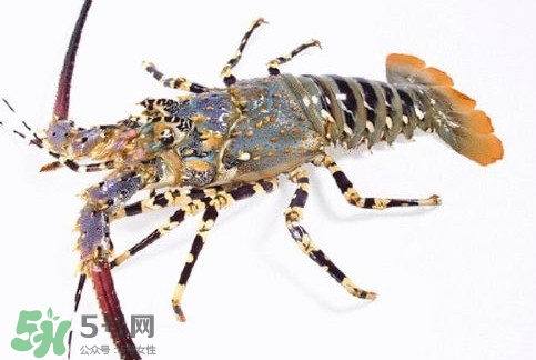 中華錦繡龍蝦多少錢一斤？中華錦繡龍蝦為什么那么貴