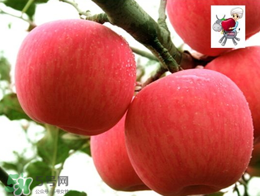 阿克蘇蘋果什么時候上市？阿克蘇蘋果幾月上市？