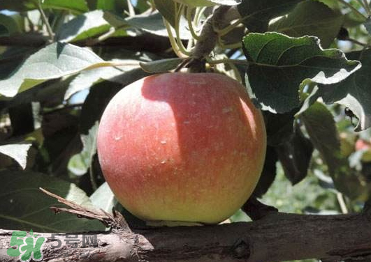 阿克蘇蘋果什么時候上市？阿克蘇蘋果幾月上市？