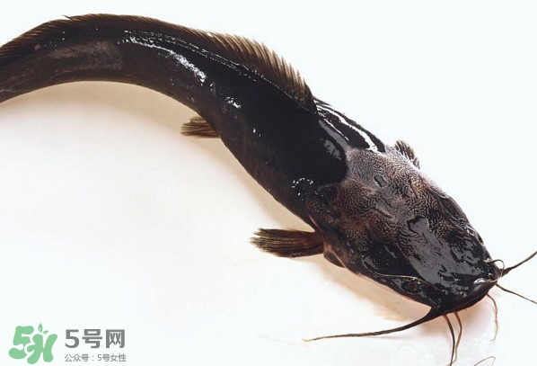 黑魚厲害還是鯰魚厲害？黑魚是世界上最臟的魚