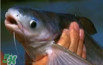 巴沙魚(yú)為什么不能吃？巴沙魚(yú)多少錢一斤