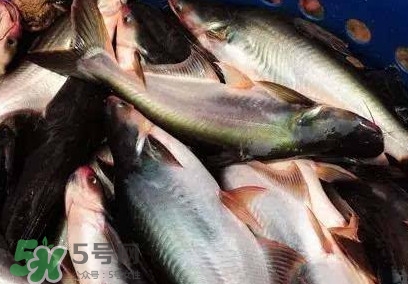 巴沙魚是淡水魚還是海魚？巴沙魚為什么沒有刺