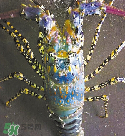 中華錦繡龍蝦可以養(yǎng)殖嗎？中華錦繡龍蝦有毒嗎