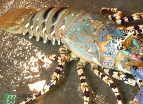 中華錦繡龍蝦是保護動物嗎？中華錦繡龍蝦稀有嗎