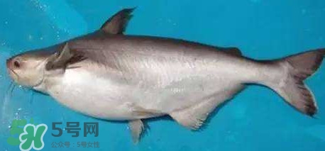 巴沙魚是淡水魚還是海魚？巴沙魚為什么沒有刺