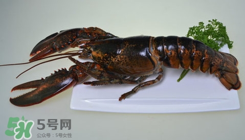 波士頓龍蝦頭能吃嗎？波士頓龍蝦哪里不能吃