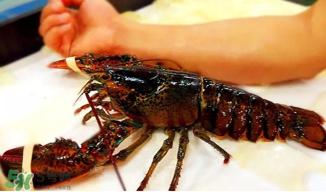 波士頓龍蝦多少錢一斤？波士頓龍蝦怎么做好吃？