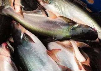 巴沙魚(yú)是淡水魚(yú)還是海魚(yú)？巴沙魚(yú)為什么沒(méi)有刺