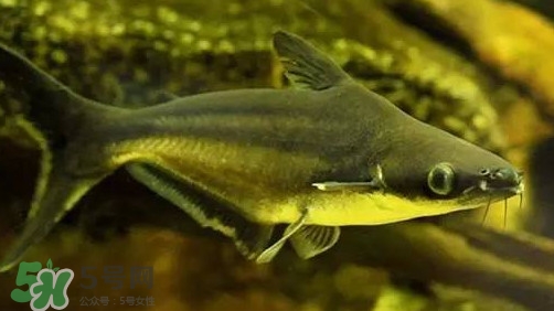 巴沙魚(yú)為什么不能吃？巴沙魚(yú)多少錢一斤