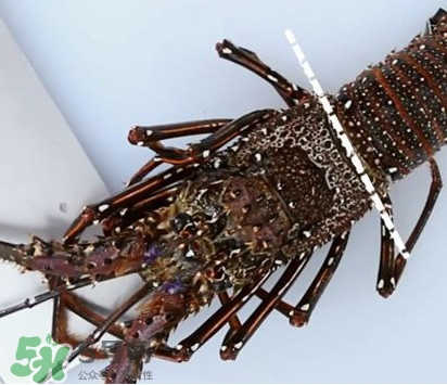 4斤的波士頓龍蝦多少錢(qián)？波士頓龍蝦怎么處理