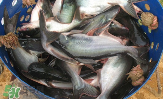 巴沙魚(yú)是什么魚(yú)？巴沙魚(yú)吃什么東西？