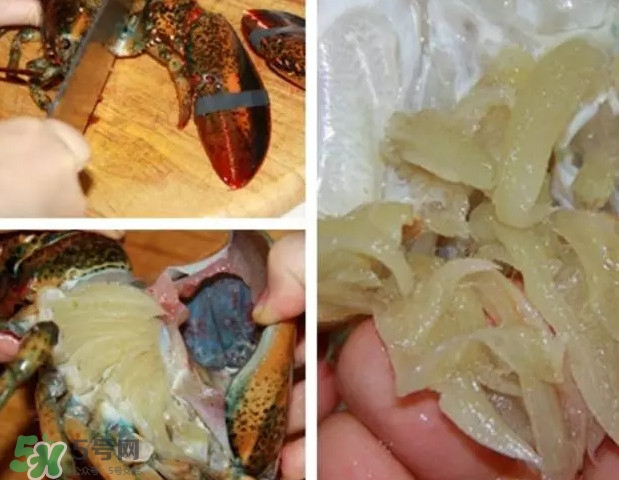 波士頓龍蝦有多大？波士頓龍蝦怎樣去殼