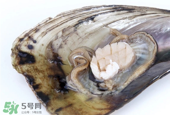 帶子是扇貝嗎？帶子和扇貝哪個好吃