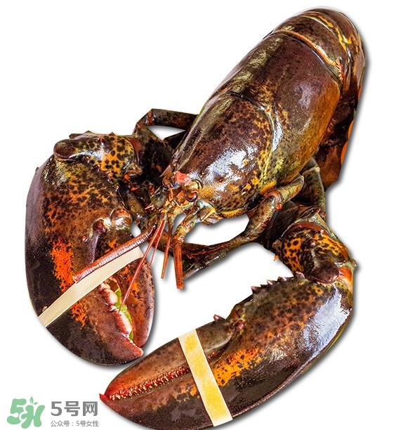 波士頓龍蝦怎么去蝦線？波士頓龍蝦怎么清洗