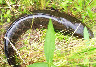 黑魚和草魚哪個(gè)好吃？黑魚不適合什么人吃