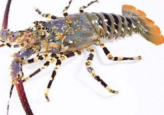 中華錦繡龍蝦多少錢一斤？中華錦繡龍蝦為什么那么貴