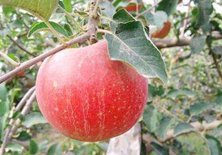 阿克蘇蘋果什么時候上市？阿克蘇蘋果幾月上市？