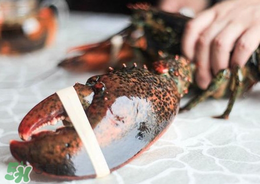 波士頓龍蝦怎么去蝦線？波士頓龍蝦怎么清洗