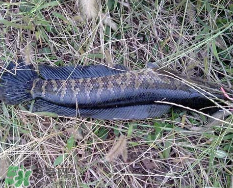 黑魚和草魚哪個(gè)好吃？黑魚不適合什么人吃