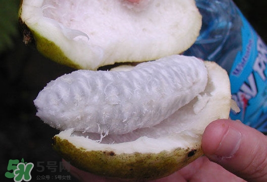 八月炸是什么水果？八月炸果多少錢一斤2017