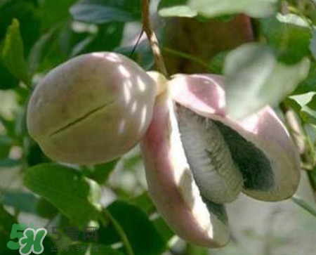 野香蕉孕婦能吃嗎？野香蕉好吃嗎？