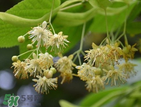 椴樹(shù)蜜有什么氣味？椴樹(shù)蜜結(jié)晶看到糖怎么回事