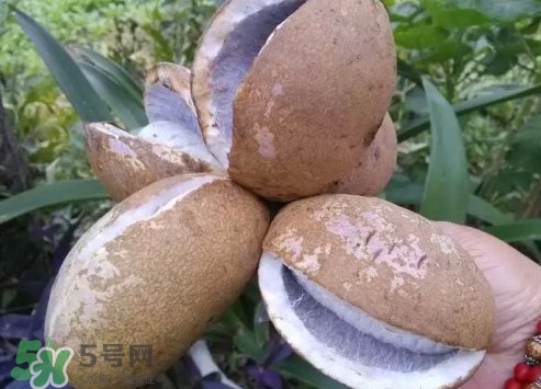 野香蕉孕婦能吃嗎？野香蕉好吃嗎？