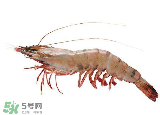 明蝦是海蝦還是河蝦？明蝦是什么蝦？