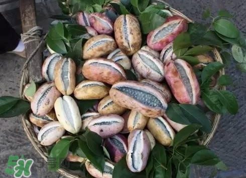 八月瓜可以泡酒嗎？八月瓜可以治乙肝嗎