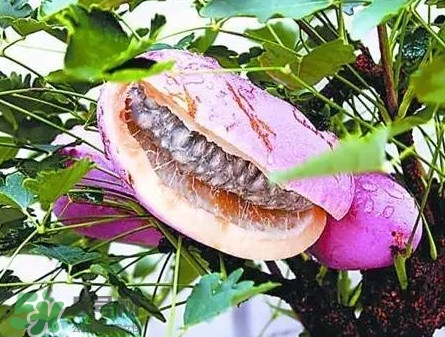 八月瓜的皮可以吃嗎？八月瓜的皮有什么功效