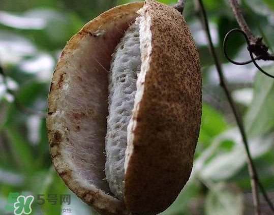 八月炸是什么水果？八月炸果多少錢一斤2017